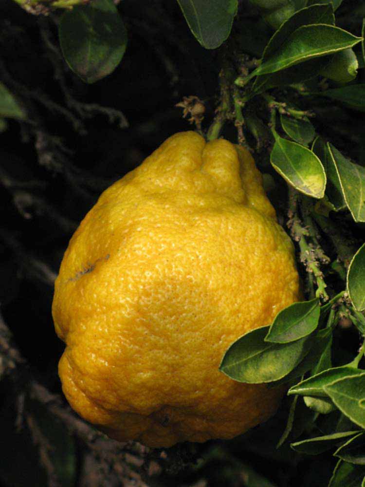               Fruit (Myrtifolia, Riverside, CA)   